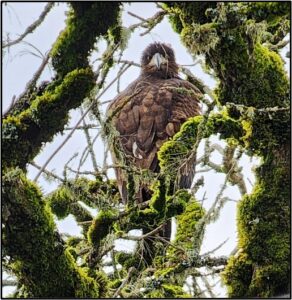 juvenile bald eagle looks down from a tree