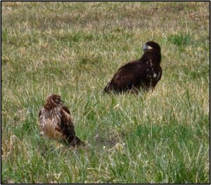 Northern Harrier and juvenile Bald Eagle sit in a field together