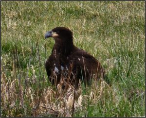 juvenile Bald Eagle in the grass