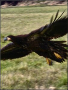 juvenile bald eagle taking off and blurry