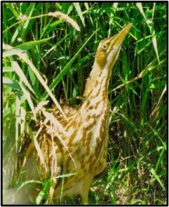 American Bittern by Susan Setterberg