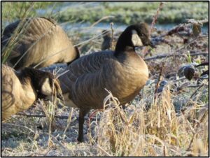 cackling goose by susan setterberg