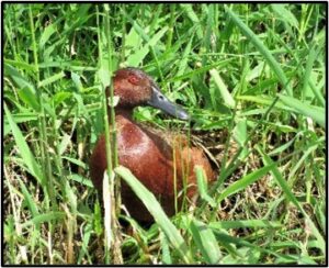 cinnamon teal duck by susan setterberg