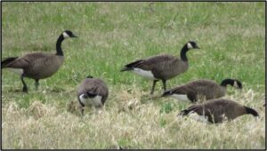 Dusky Canada Geese forage in grass