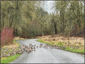 Geese crossing the road by Susan Setterberg