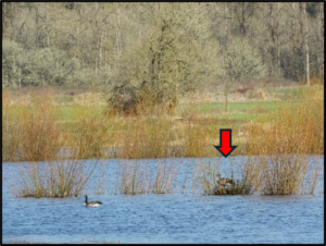 a red arrow indicates where a goose is sitting on a nest out in the middle of a wetland by Susan Setterberg