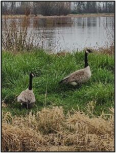 Western Canada Geese on the edge of a wetland slough by Susan Setterberg