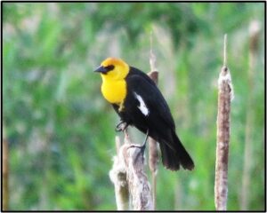 yellow-headed Blackbird by Susan Setterberg