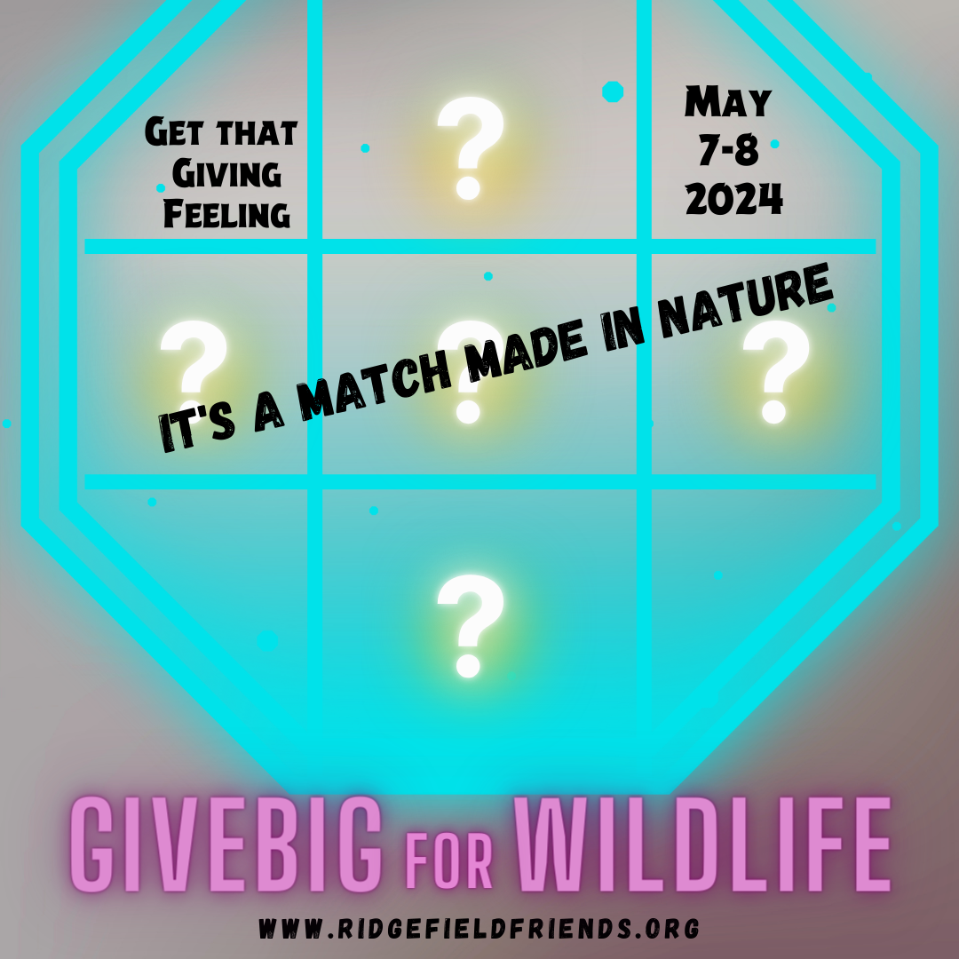 "Love is Blind" tv show style image witgh question marks in the squares and text that says It's a match made in nature. GiveBig for Wildlife 2024 www.ridgefieldfriends.org