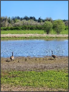 7 goslings and 2 adult geese standing by a wetland by susan setterberg