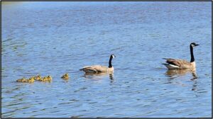 2 adult and 7goose goslings swimming together by susan setterberg