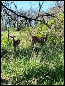 Two deer stand in tall grass by Susan setterberg