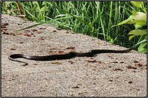 Garter Snake on the edge of a path by Susan Setterberg