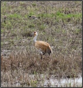 Sandhill Crane blending in by Susan Setterberg