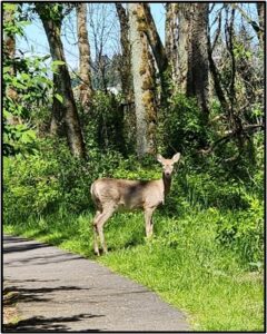 Single deer stands on the edge of path by Susan Setterberg