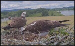 alt text: Ridgefield Port Cam on Nesting Osprey - May