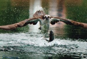 Osprey by Jim Cruce