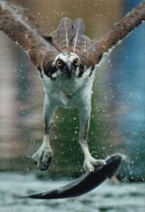 Osprey by Jim Cruce