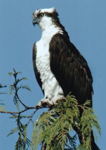 Osprey by Jim Cruce