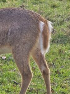 Columbian White-tailed Deer's tail by Susan Setterberg