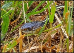 The head of a Garter Snake sticking out of the grass by Susan Setterberg