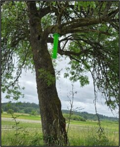 Green Emerald Ash Borer monitoring lantern hanging in the brnaches of a tree by Susan Setterberg