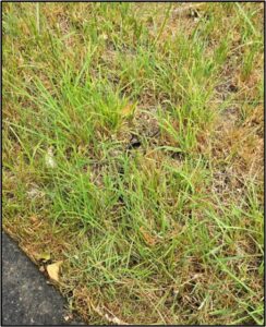 Garter Snake hiding in the grass on the edge of a paved trail by Susan