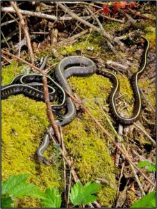 3 Garter Snakes on a moss covered log, By Susan Setterberg