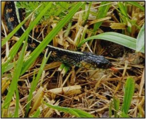 Garter Snake sitcking it's head out of the grass, and sticking out it's tongue. By Susan Setterberg