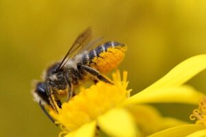 Leafcutter bee Photo Credit: Crown Bees