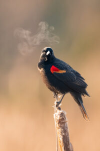 Red-winged Blackbird by Billy Lowney