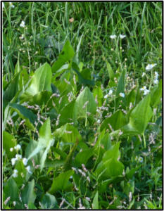 Wapato Broadleaf Arrowroot Susan Setterberg