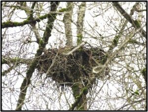 bald eagle nest susan setterberg
