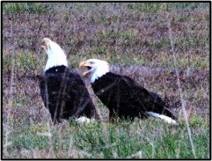 bald eagles susan setterberg