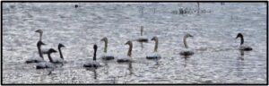 Swans in water by Susan Setterberg