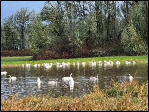 swans on water by Susan Setterberg