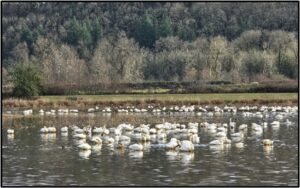 swans on water by Susan Setterberg
