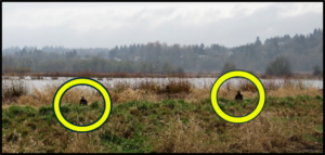Juvenile Bald Eagles sitting on the ground, circled in yellow, by Susan Setterberg