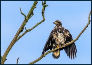 Juvenile Bald Eagle being harassed by a Northern Harrier by Charlie Rutkowski