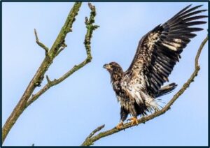 Juvenile Bald Eagle being harassed by a Northern Harrier by Charlie Rutkowski