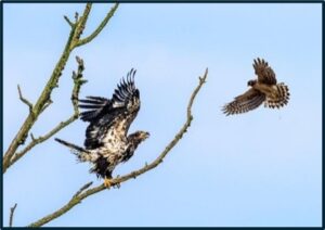Juvenile Bald Eagle being harassed by a Northern Harrier by Charlie Rutkowski