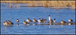 Northern Shovelers by Susan Setterberg