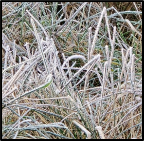 Duck snoozing in the frozen grass by Susan Setterberg