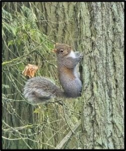 Western Gray Squirrel by Susan Setterberg