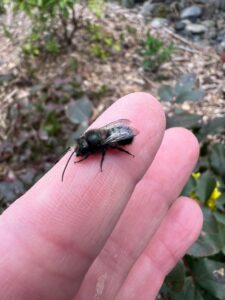 Blue Orchard Mason Bee by mererivin/iNaturalist