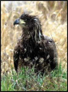 First Year Bald Eagle susan setterberg