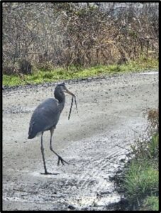 Great Blue Heron with snake lunch susan setterberg