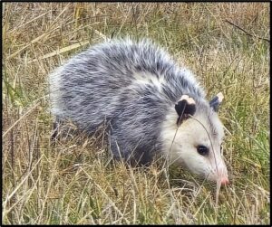 Virginia Opossom, Didelphis virginiana Susan setterberg