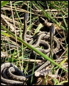 red-spotted Garter Snake Sunning susan setterberg