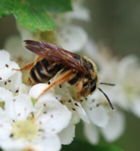 Andrena prunorum bee by la4bonte iNaturalist